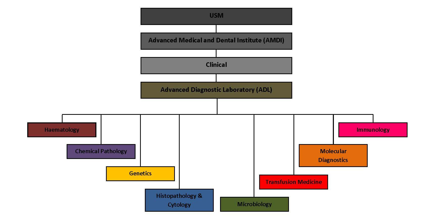 adl organization chart
